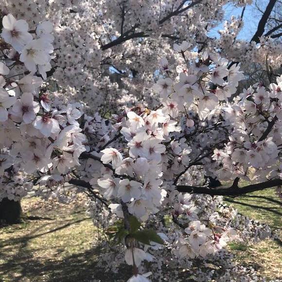 Meet your Posher, Diana - Picture 1 of 1